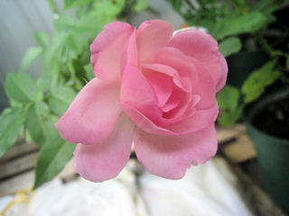 デュシェス　ドゥ　ブラバン