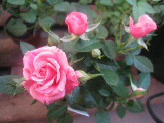 ピンクバリ・フォーエバー