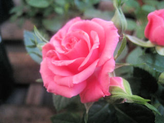 ピンクバリ・フォーエバー