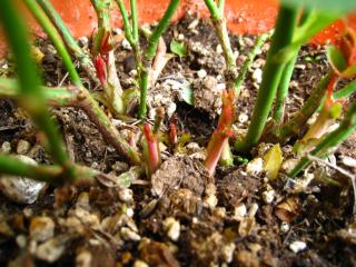 パーフェクトスイートの根元