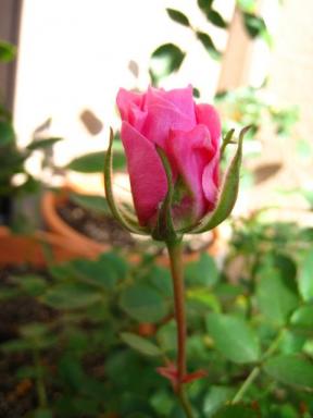 パーフェクトスイート