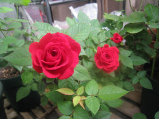 レッドモンテローザ