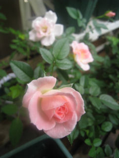 チュチュ・オプティマ