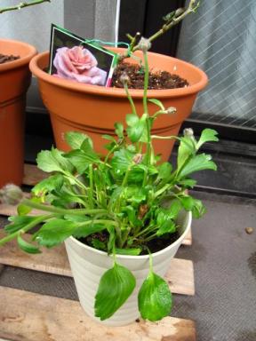 ラナンキュラス　ローズ系