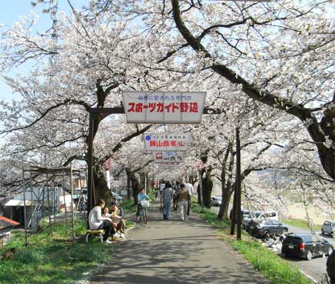 桜並木