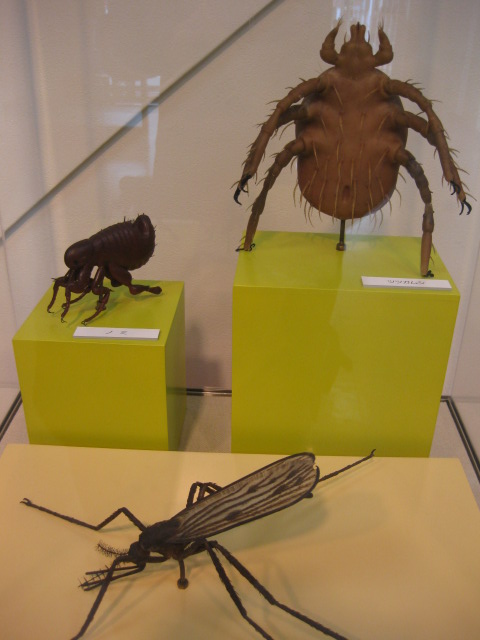 かのようなもの