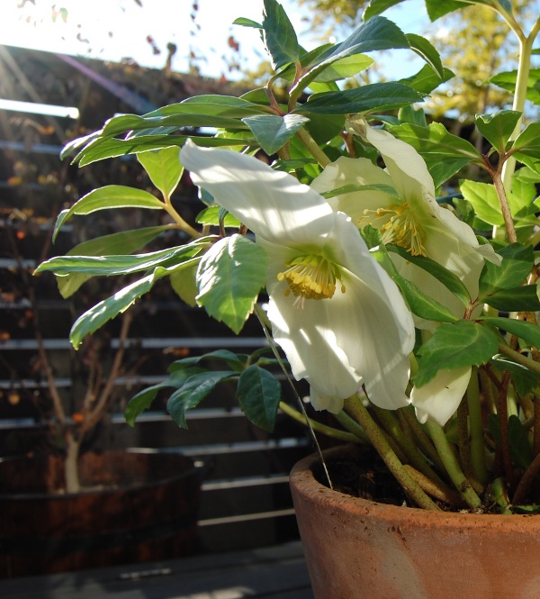 クリスマスローズ1