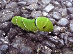 アゲハ幼虫