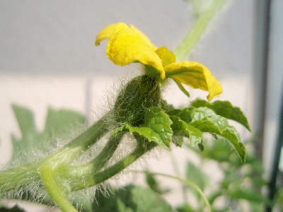 20110727スイカ雌花開花.jpg