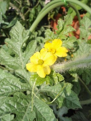 20110727スイカ雄花.jpg