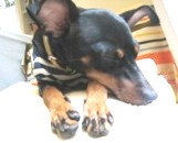 子育ておぼえがき