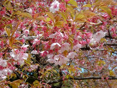 葉桜１８３０６