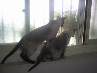 カラス見物