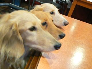 P1020323-1.JPG