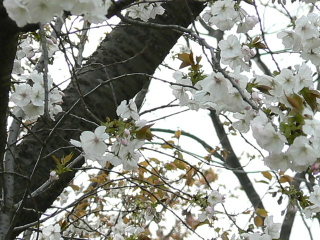 P1020948-1.JPG