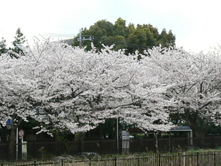 P1020950-1.JPG