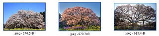 s-吉高大桜.jpg
