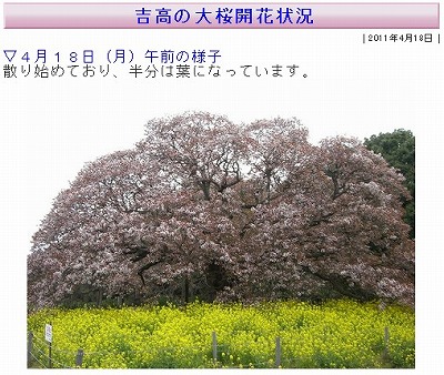s-吉高大桜0418.jpg