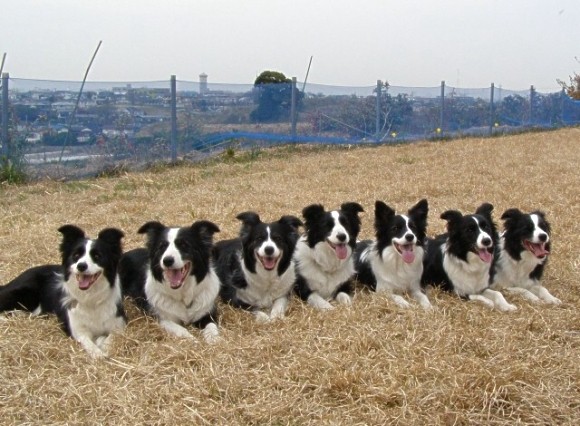 プライベートドッグラン編