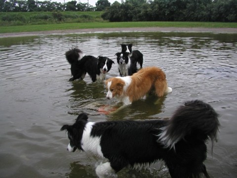 バーチョがむばる
