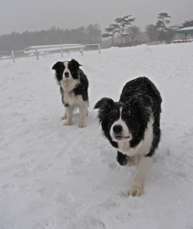 吹雪の清泉寮１