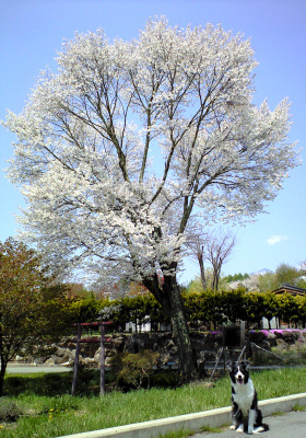 八ヶ岳の桜