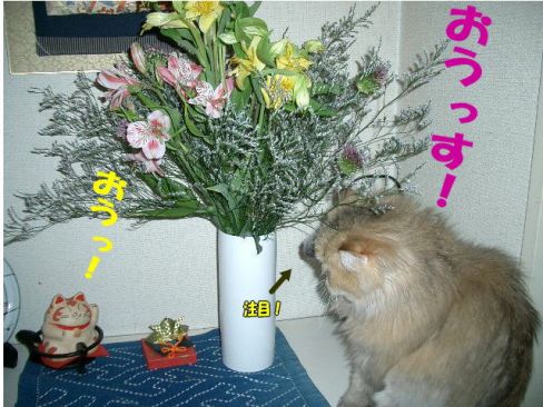 招き猫と.jpg