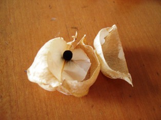 ふうせんかずら種