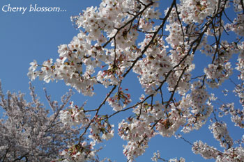 cherryblossom