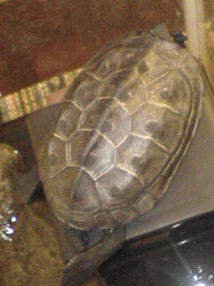 かんち８