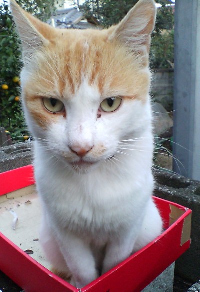 その答えは箱からでるっちゅうことにゃ？