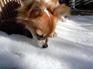 雪に興味があるこたろう