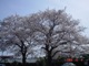 2006桜