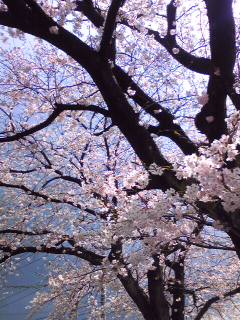 2010桜.jpg