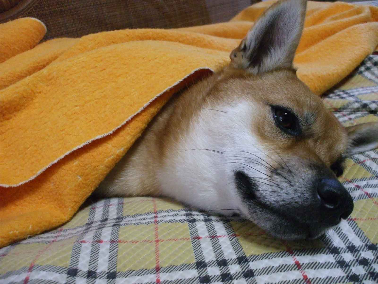 ちろ吉
