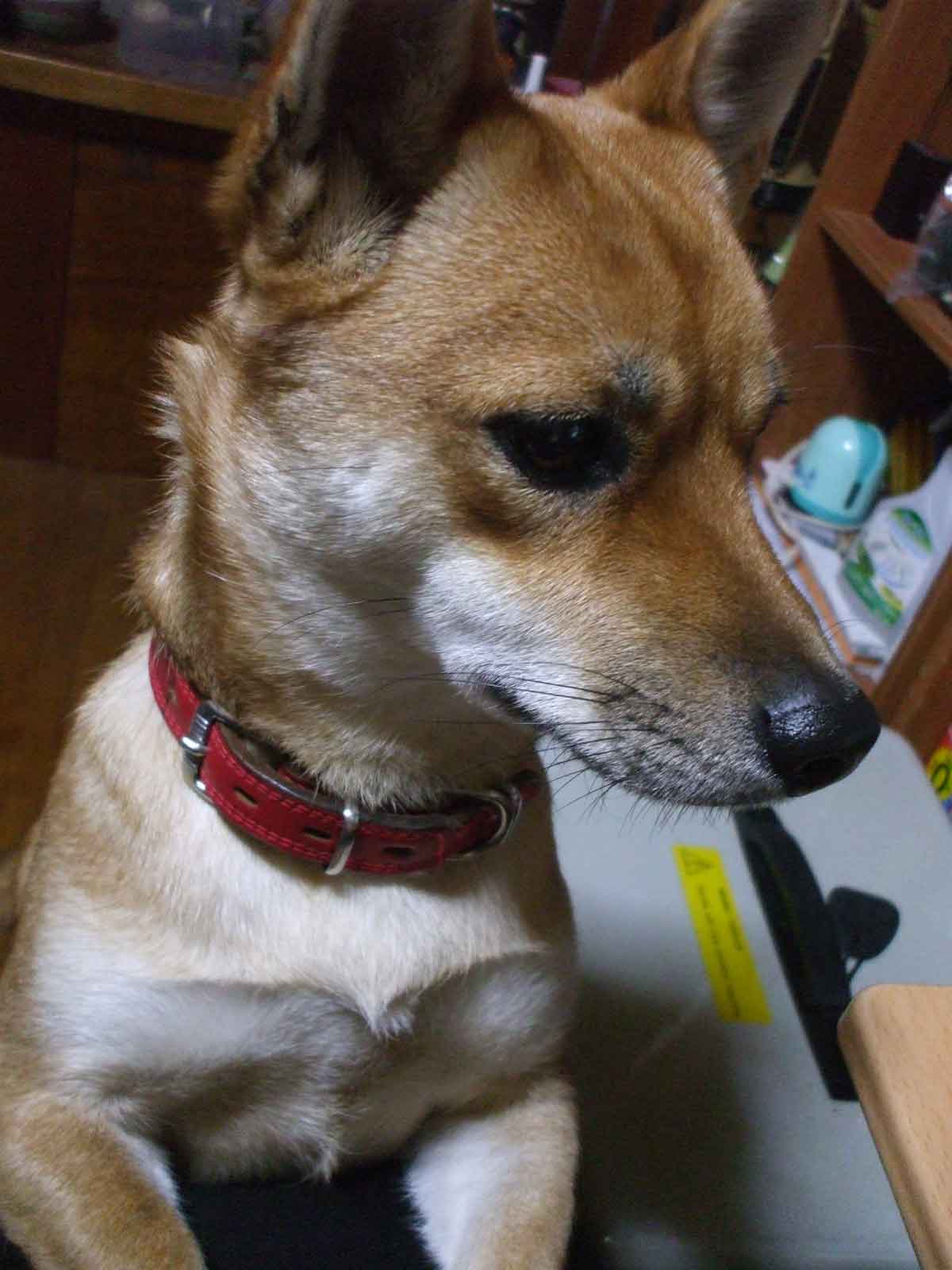 ちろ吉