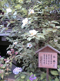 矢田寺・１５