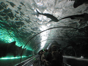 シドニー水族館（2）