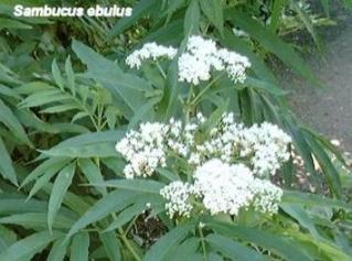 Sambucus%20ebulus.jpg