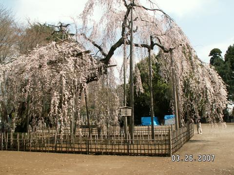 枝垂桜（市川市真間山・弘法寺）