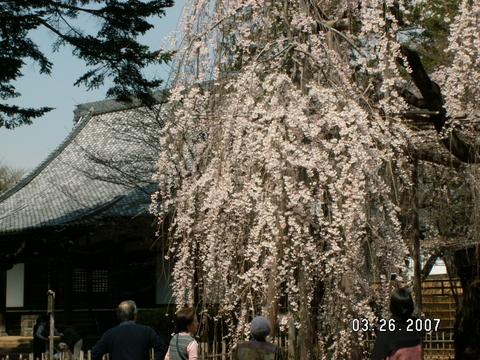 枝垂桜（真間山・弘法寺）