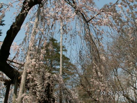 枝垂桜（真間山・弘法寺）