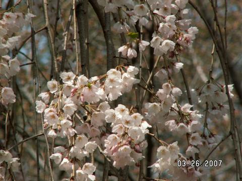 枝垂桜（市川市・真間山弘法寺）