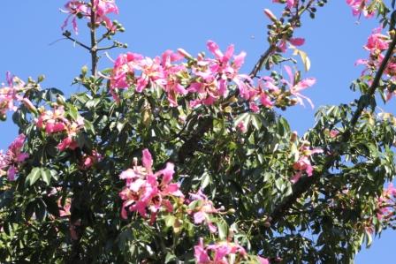 トックリキワタの花（ブエノスアイレス）