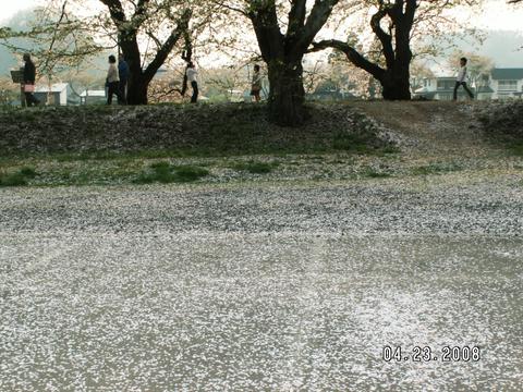 角館を流れる桧木内川に散るサクラ