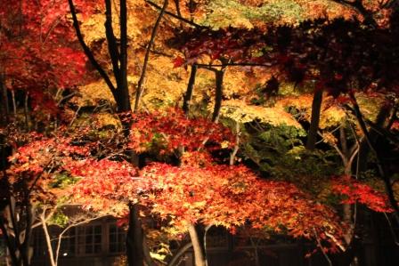 本土寺の紅葉・ライトアップ