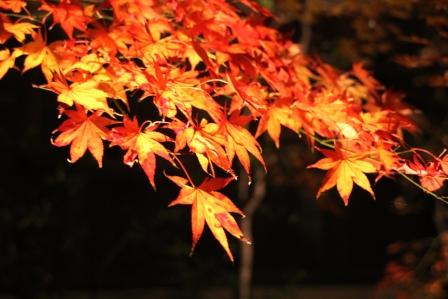 本土寺の紅葉・ライトアップ