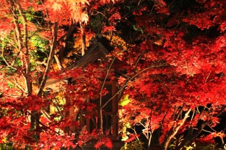 本土寺の紅葉・ライトアップ