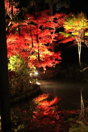 本土寺の紅葉・ライトアップ