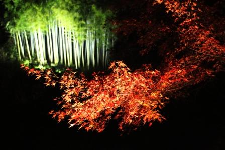 本土寺の紅葉・ライトアップ